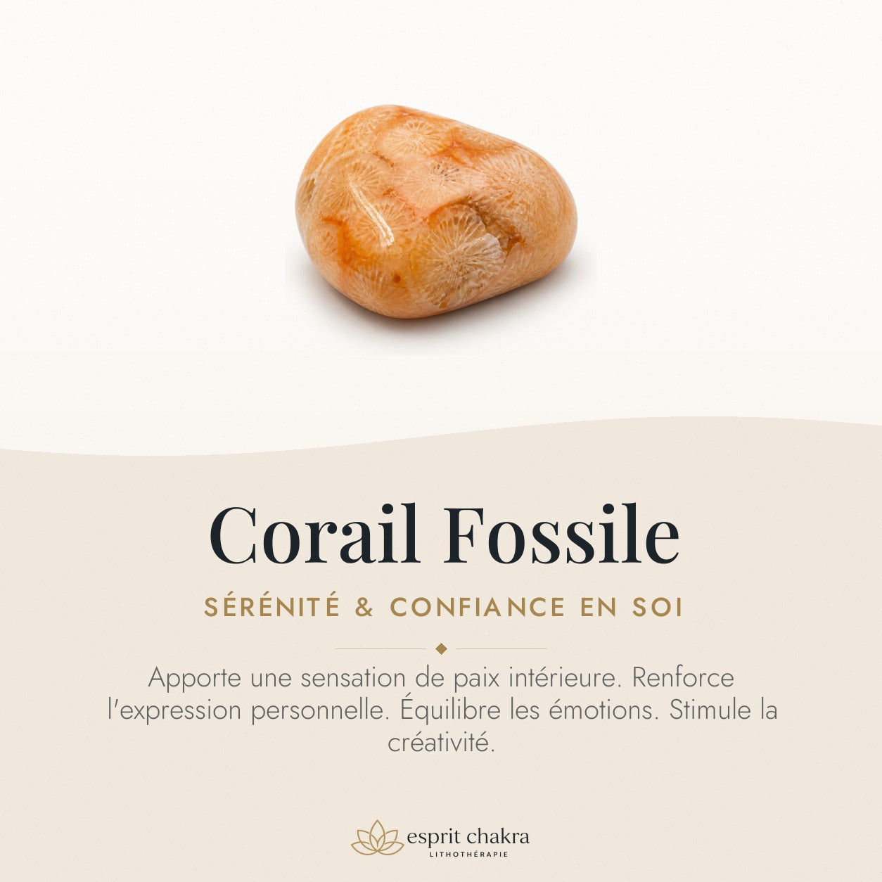 Bracelet Corail Fossile 6 mm – Mémoire des Origines — vertus de la pierre