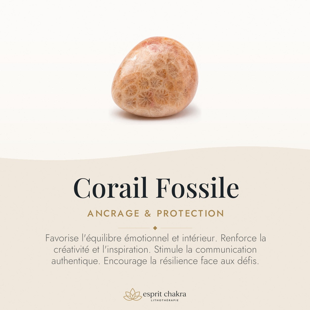Bracelet Corail Fossile 8 mm – Matin Clair — vertus de la pierre
