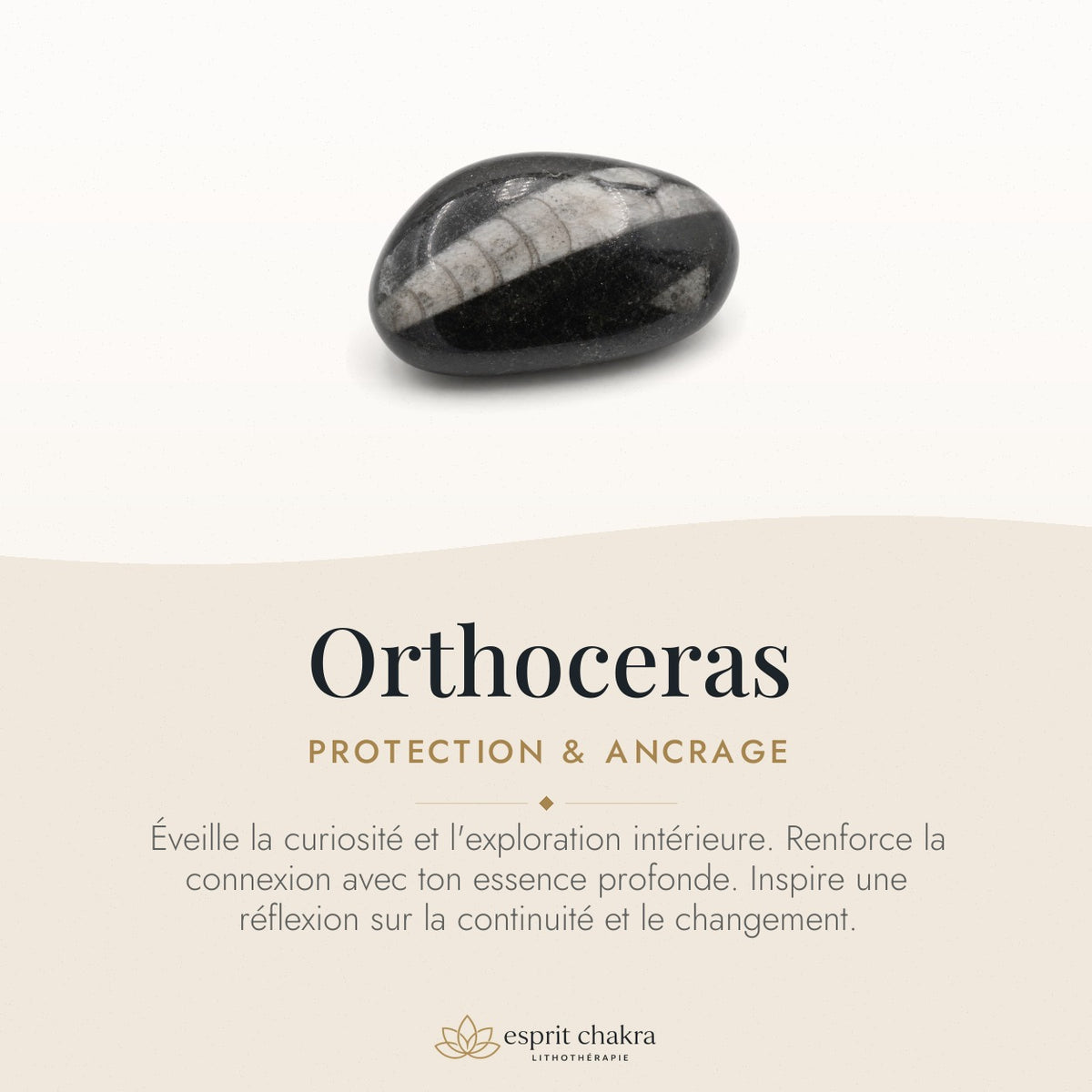 Bracelet Orthoceras 10 mm – Ancrage du Temps — vertus de la pierre